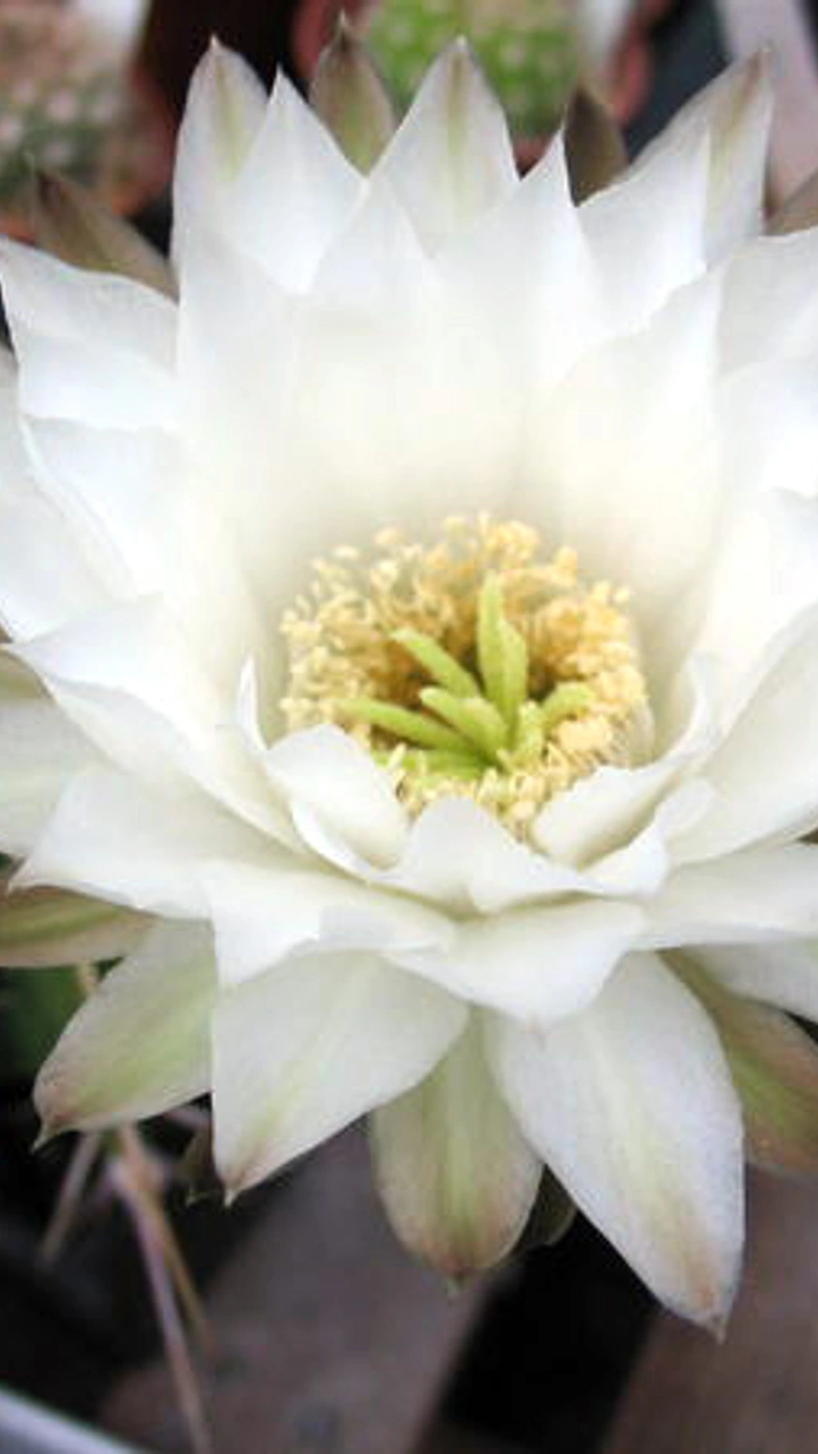 Acanthocalycium klinglerianum
