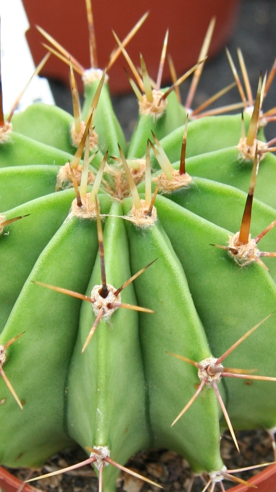 Acanthocalycium klinglerianum