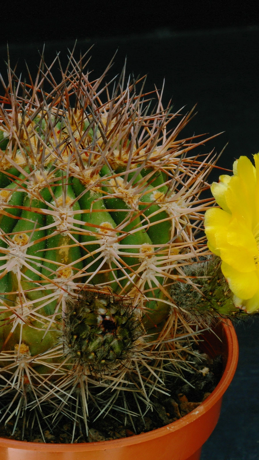 Acanthocalycium thionanthum