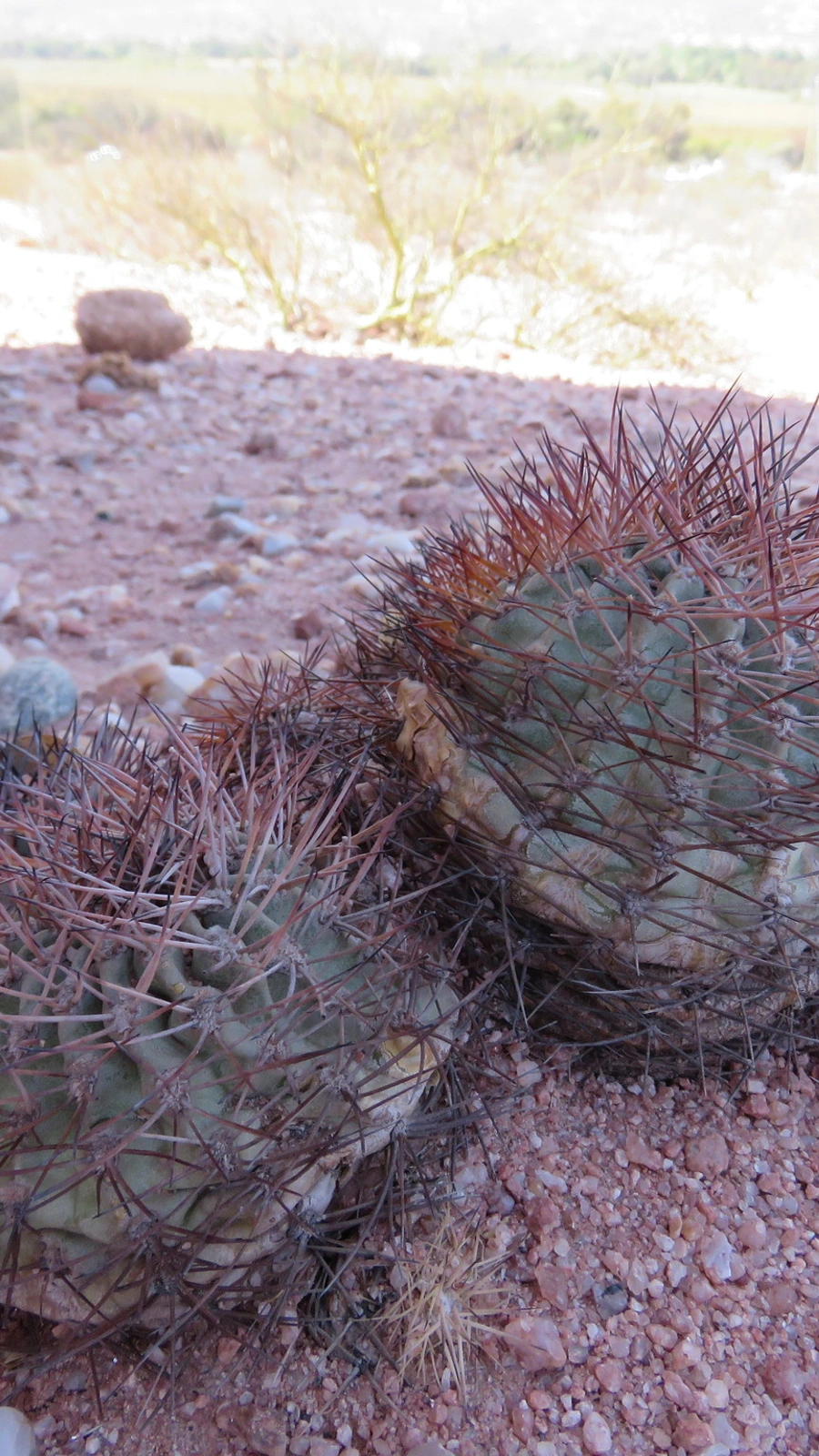 Acanthocalycium thionanthum