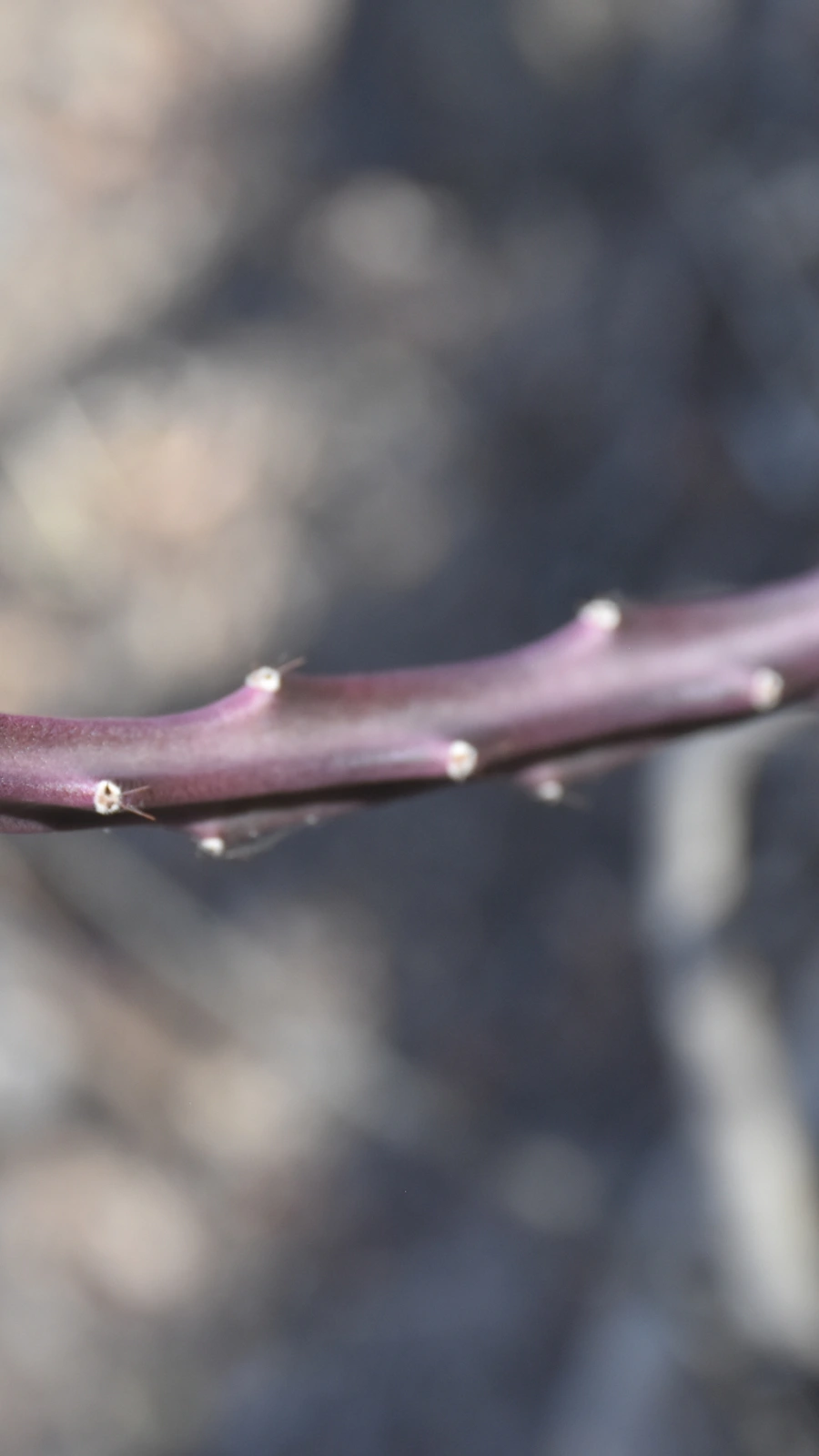 Acanthocereus atropurpureus