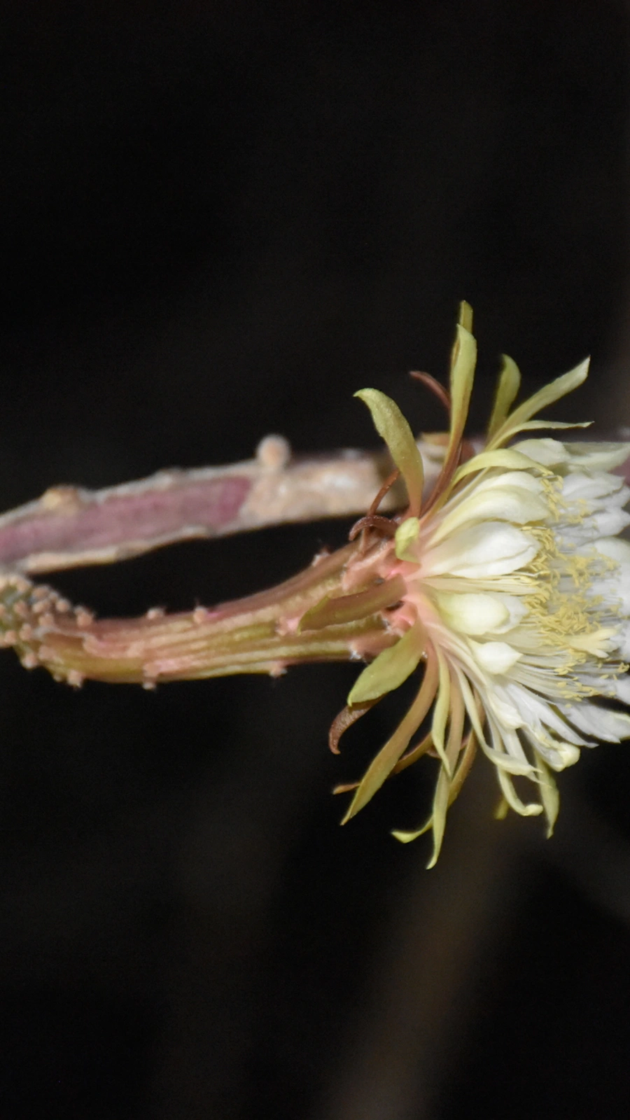 Acanthocereus atropurpureus