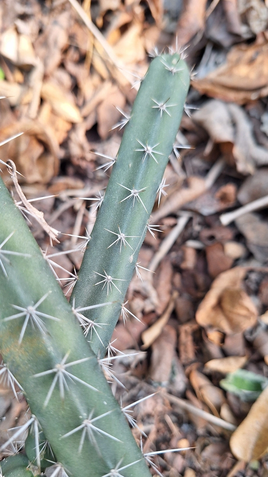 Acanthocereus canoensis