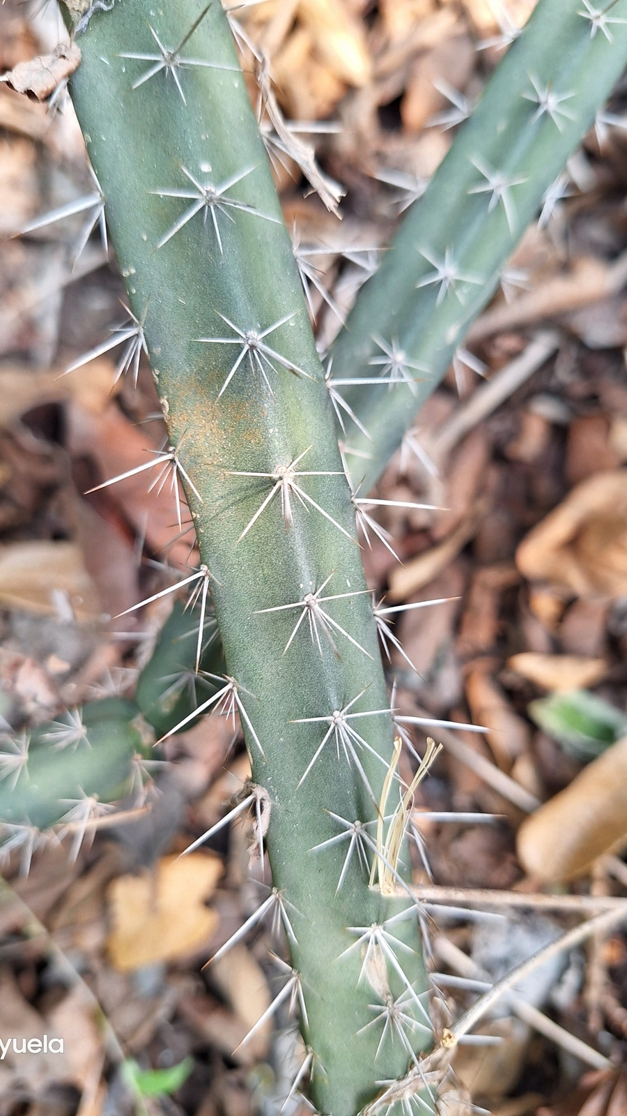 Acanthocereus canoensis