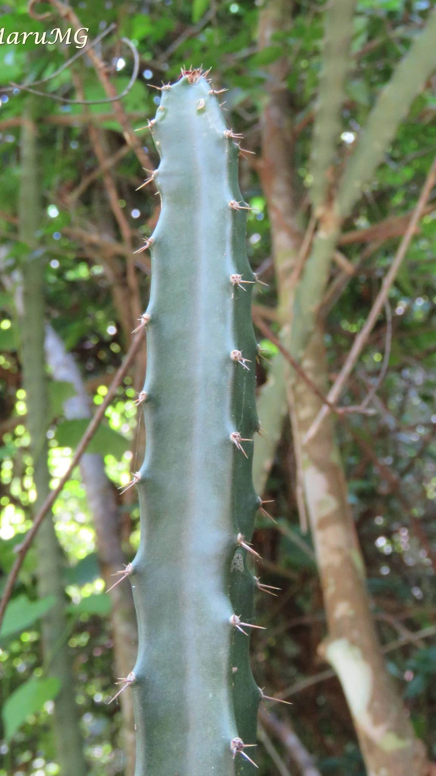 Acanthocereus castellae