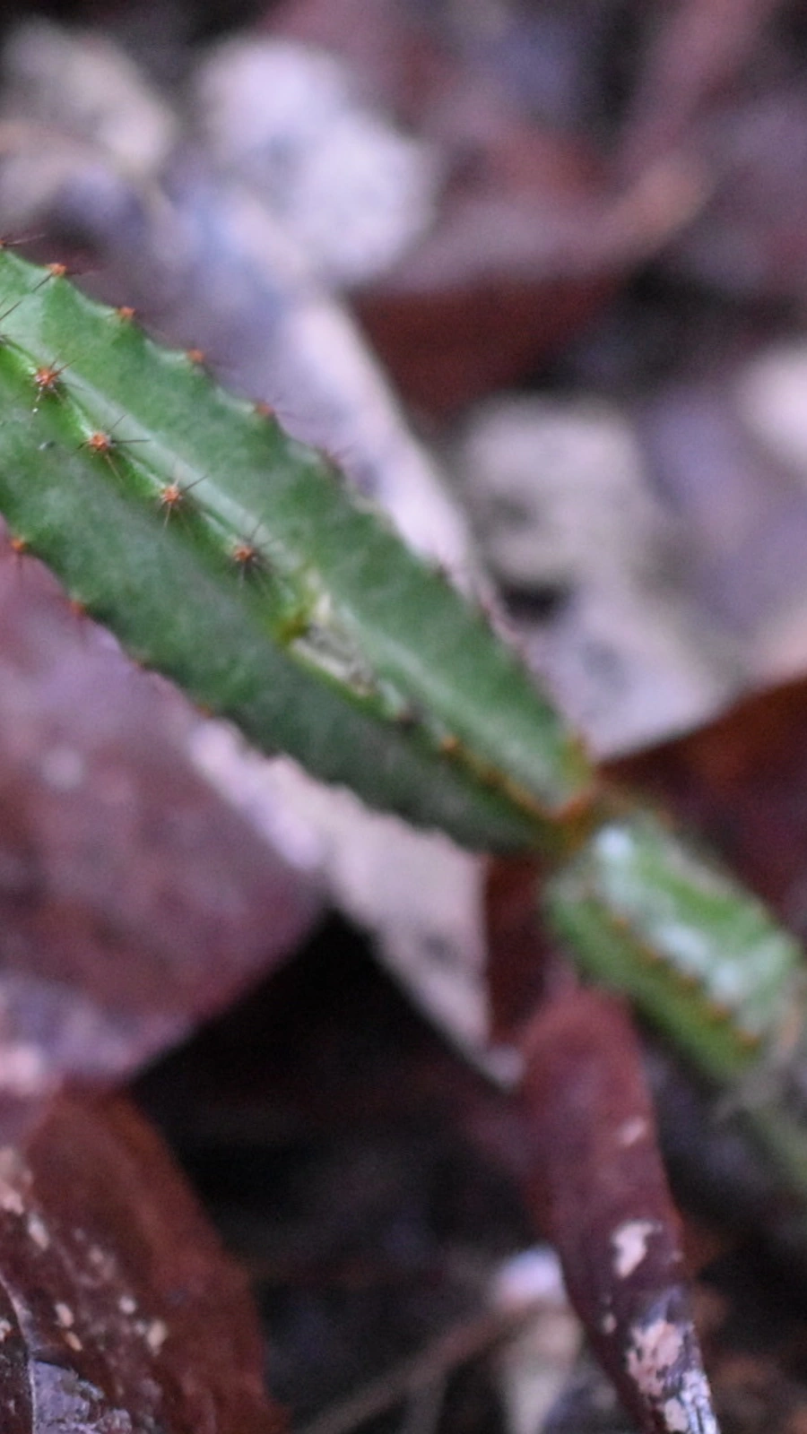 Acanthocereus castellae