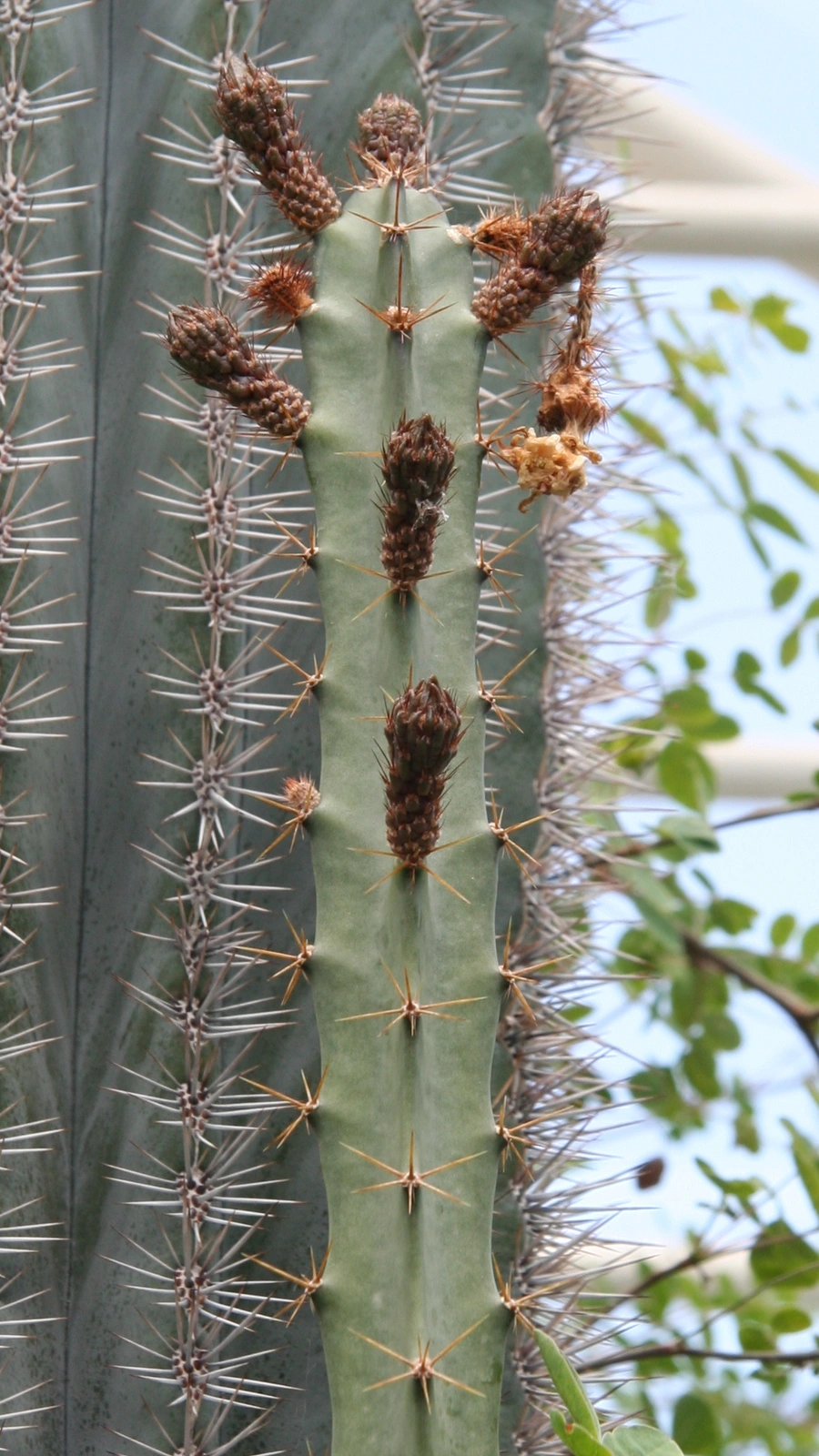 Acanthocereus cuixmalensis