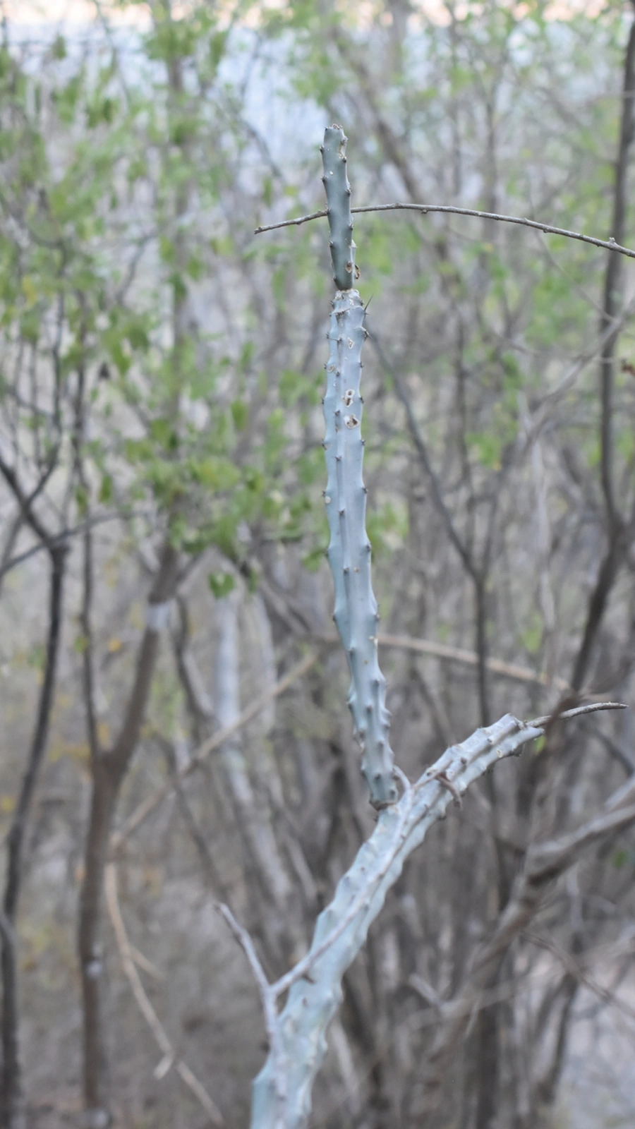 Acanthocereus cuixmalensis