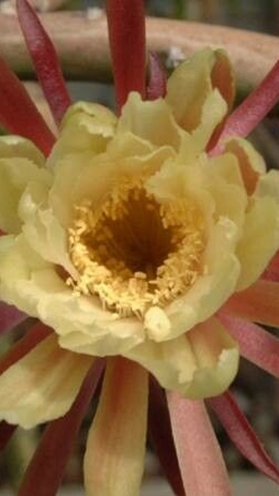Acanthocereus fosterianus