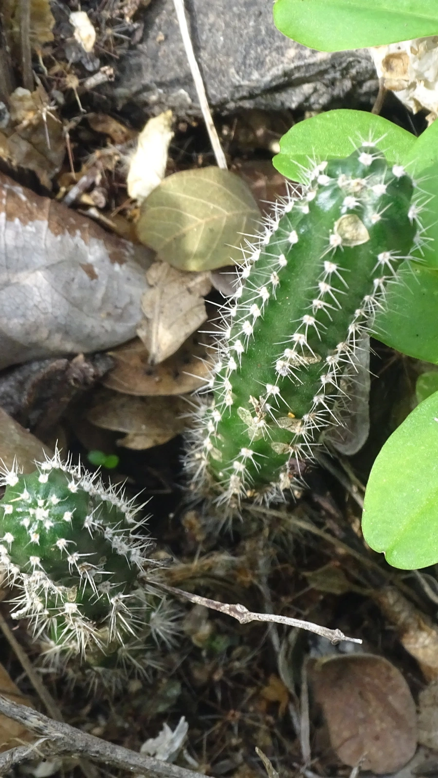 Acanthocereus hesperius
