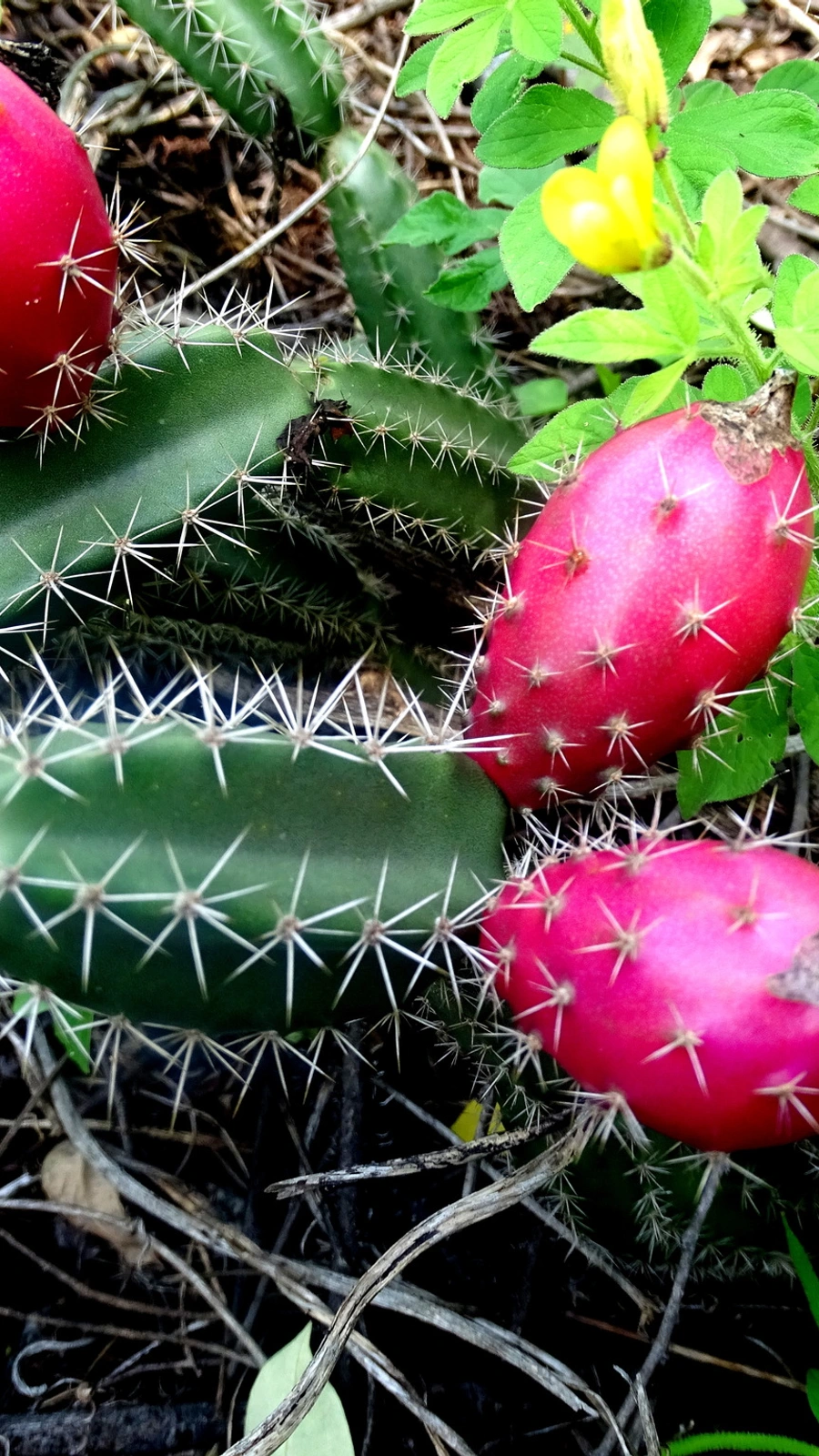 Acanthocereus hesperius