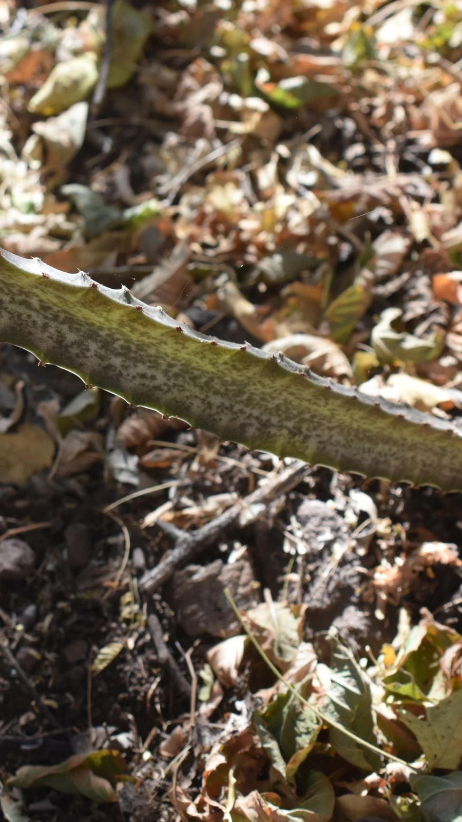Acanthocereus maculatus