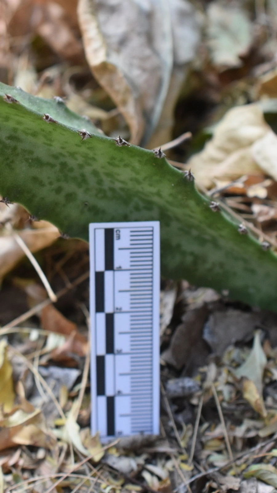 Acanthocereus maculatus