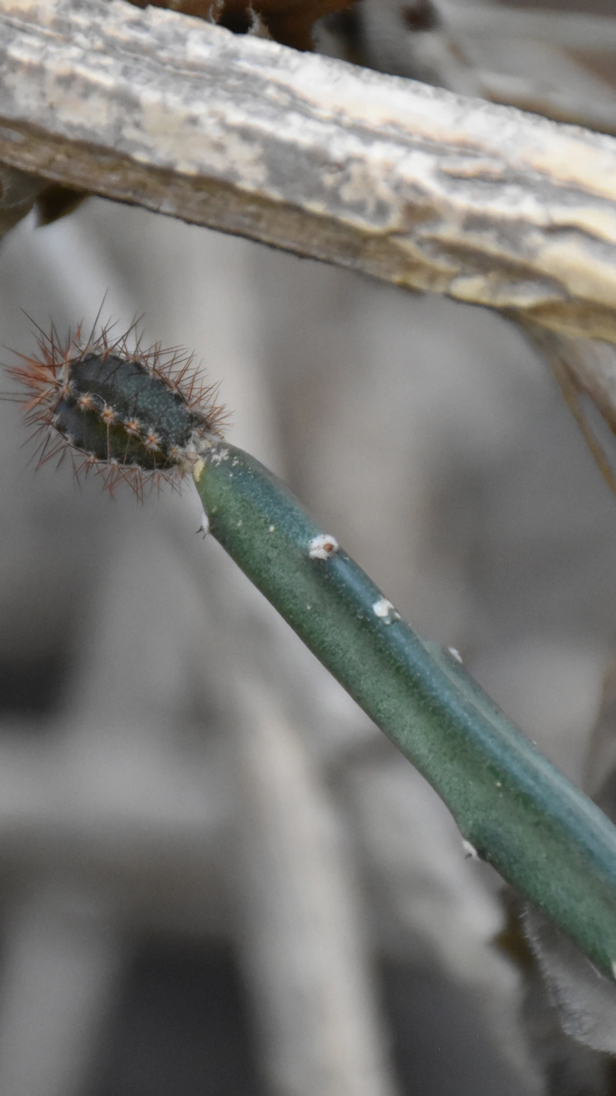 Acanthocereus paradoxus
