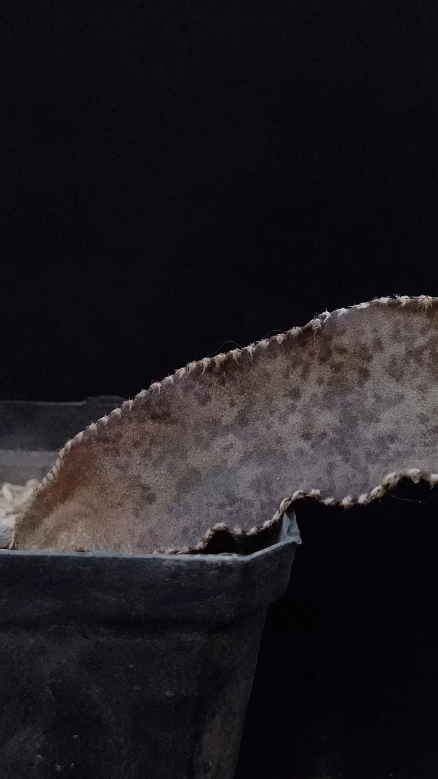 Acanthocereus tepalcatepecanus