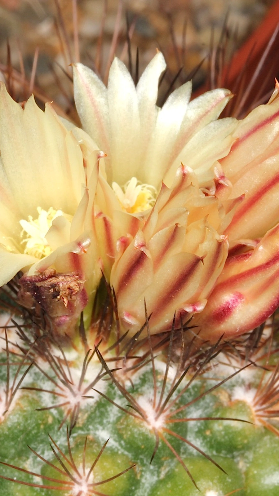 Acharagma aguirreanum