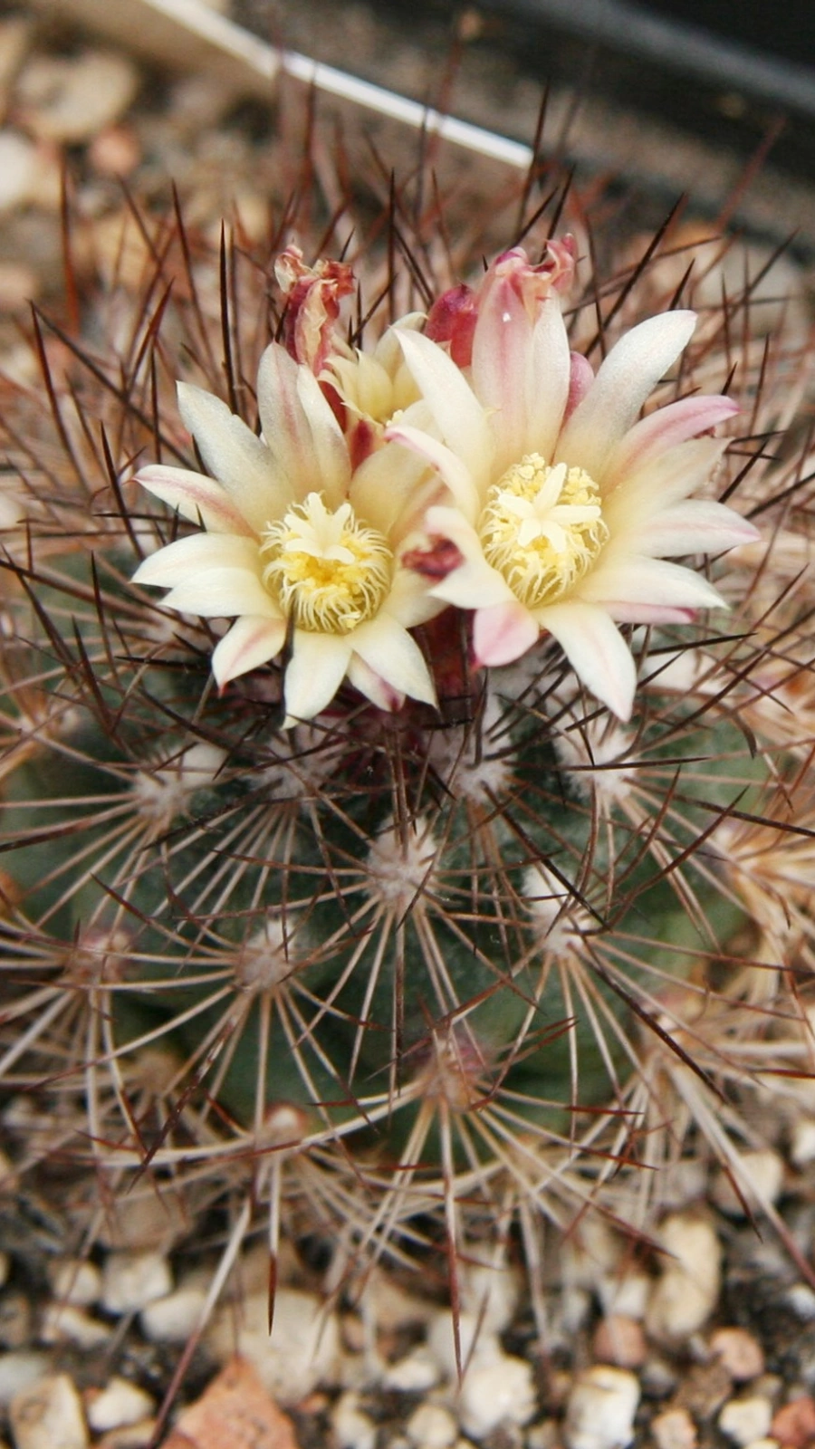 Acharagma aguirreanum