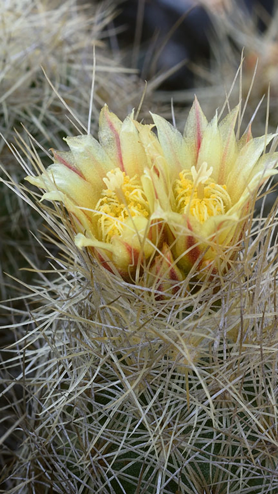 Acharagma galeanense