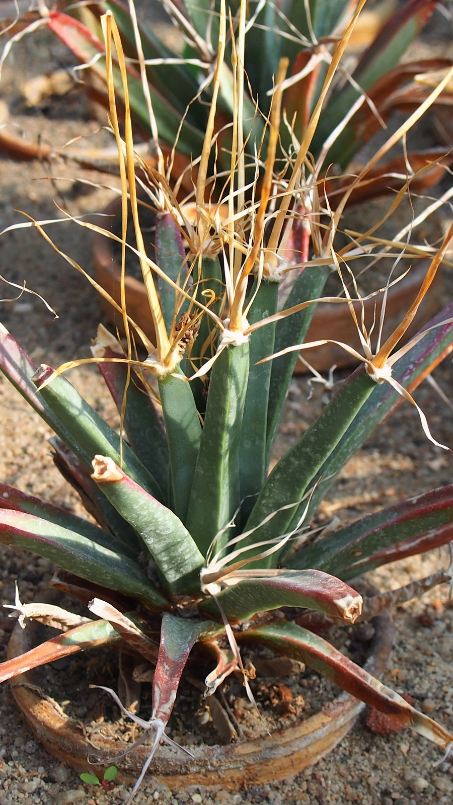 Leuchtenbergia principis