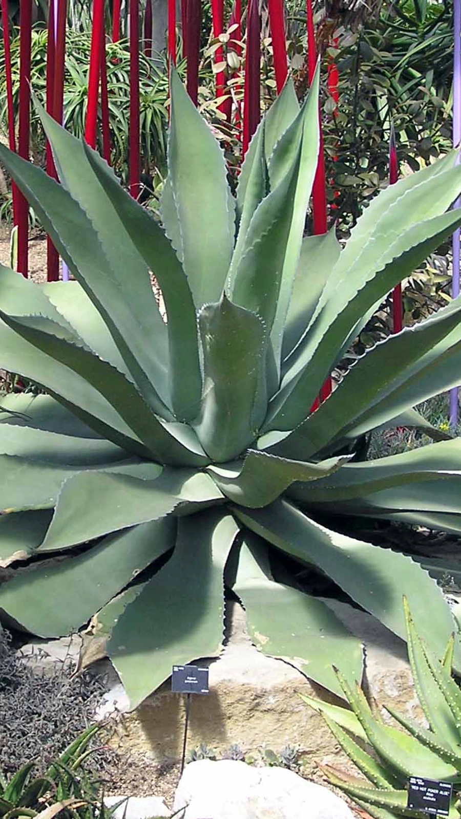 Agave potatorum