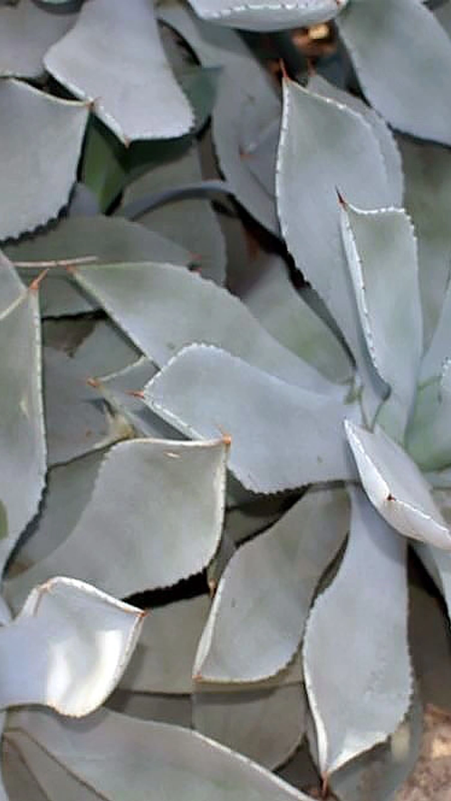 Agave potatorum
