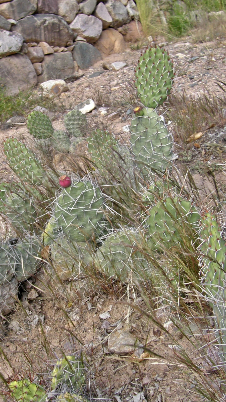 Airampoa tilcarensis