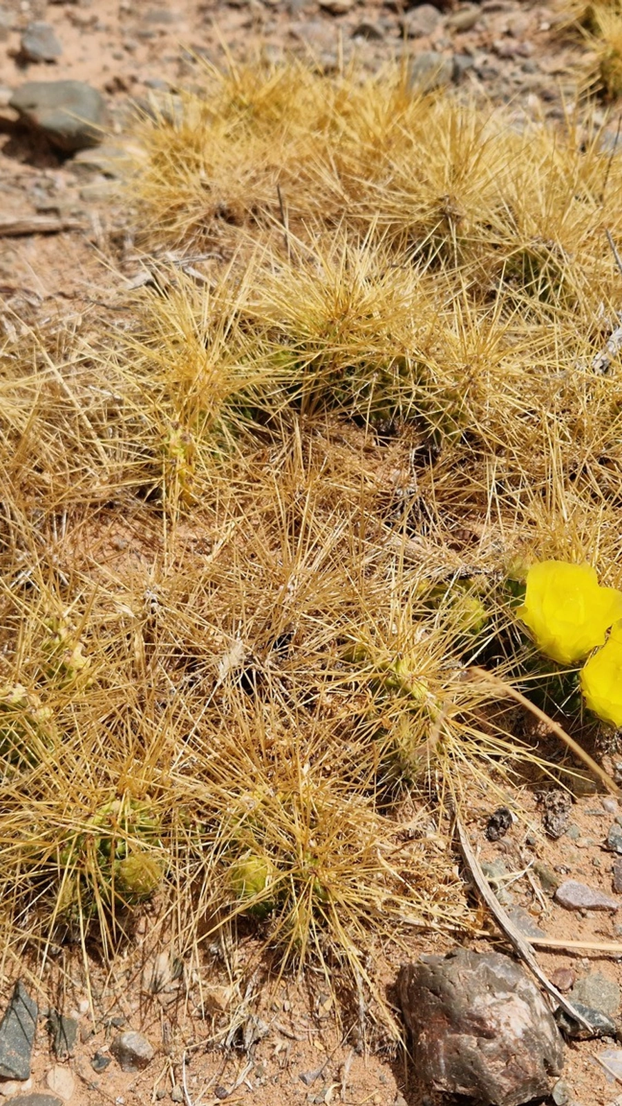 Airampoa tilcarensis