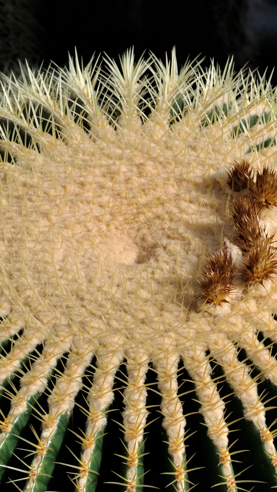 Kroenleinia grusonii