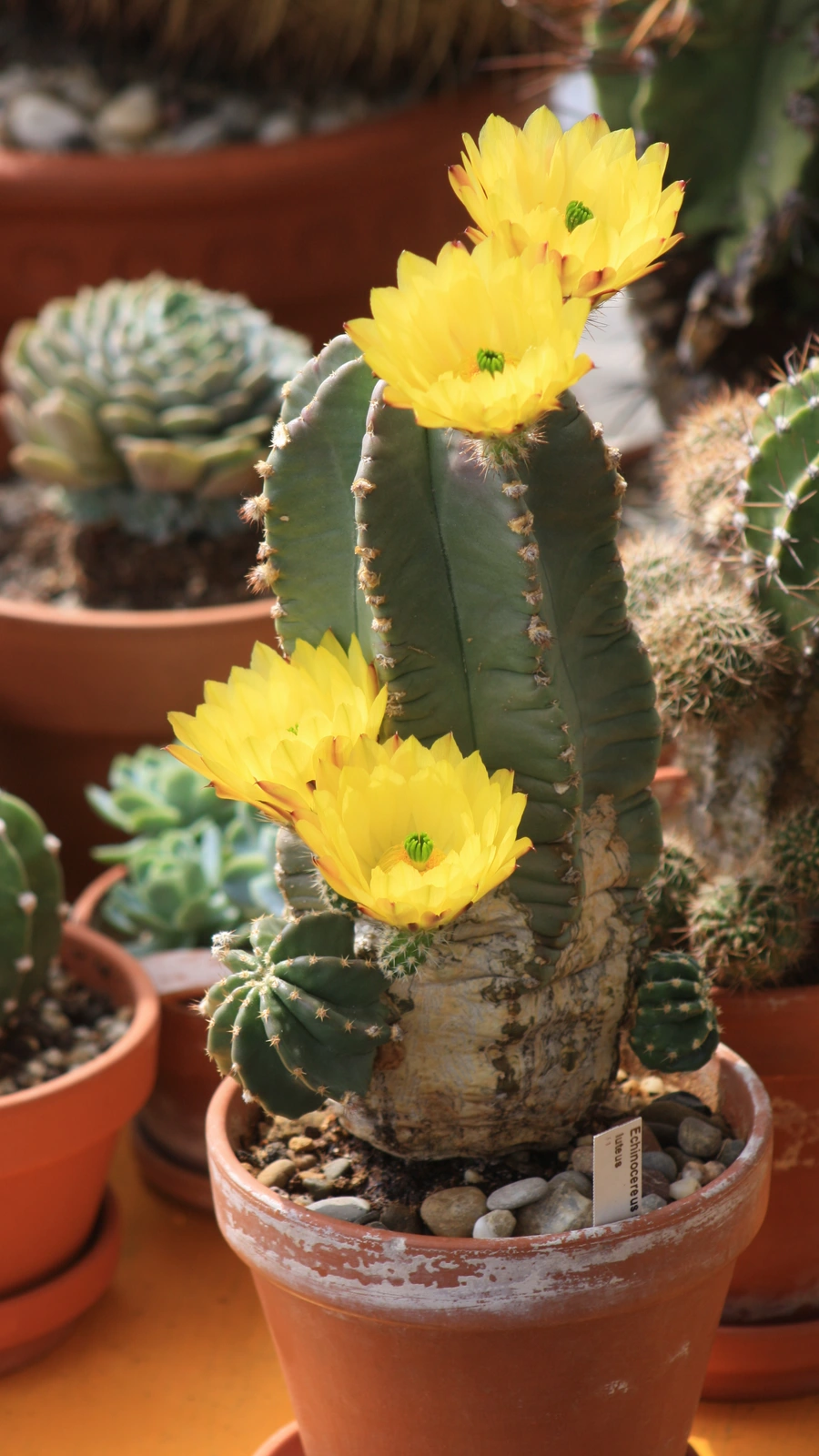 Echinocereus subinermis