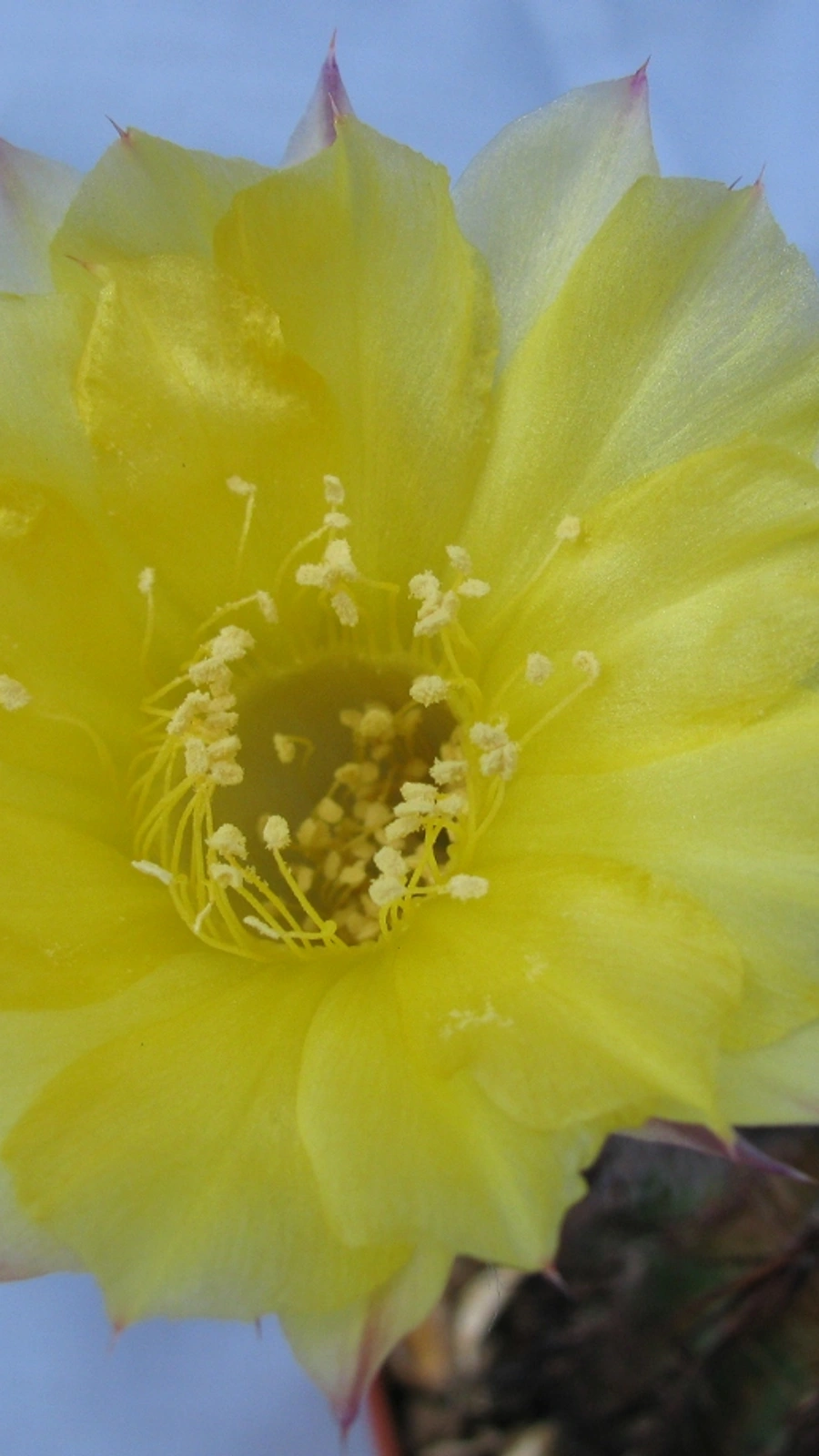 Echinopsis aurea
