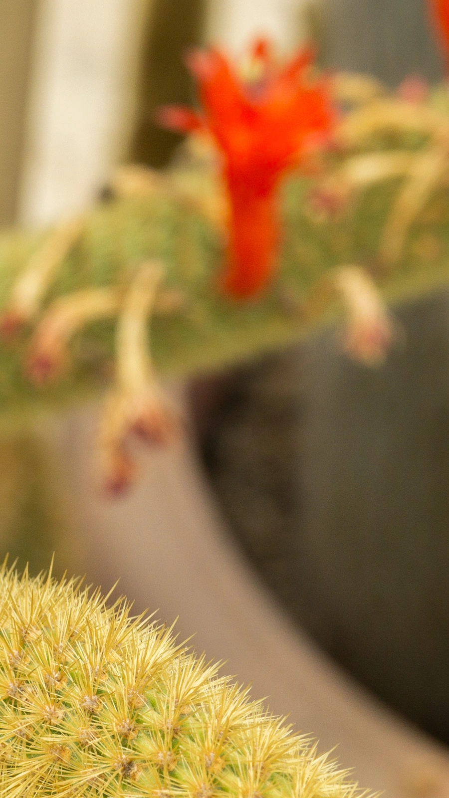Cleistocactus winteri