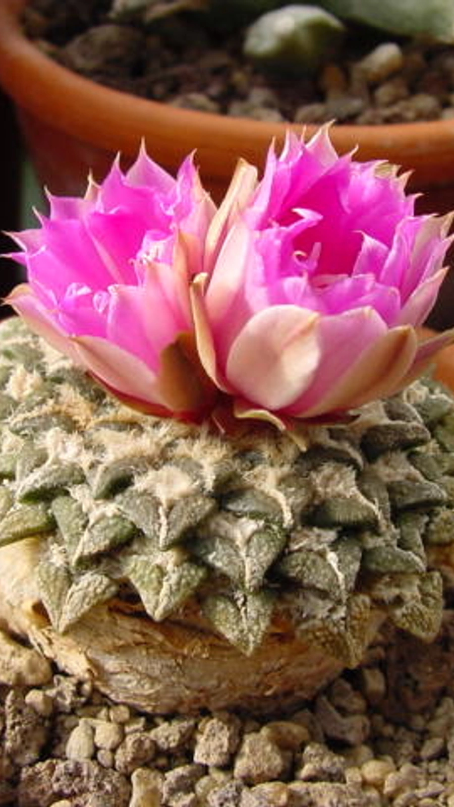 Ariocarpus kotschoubeyanus