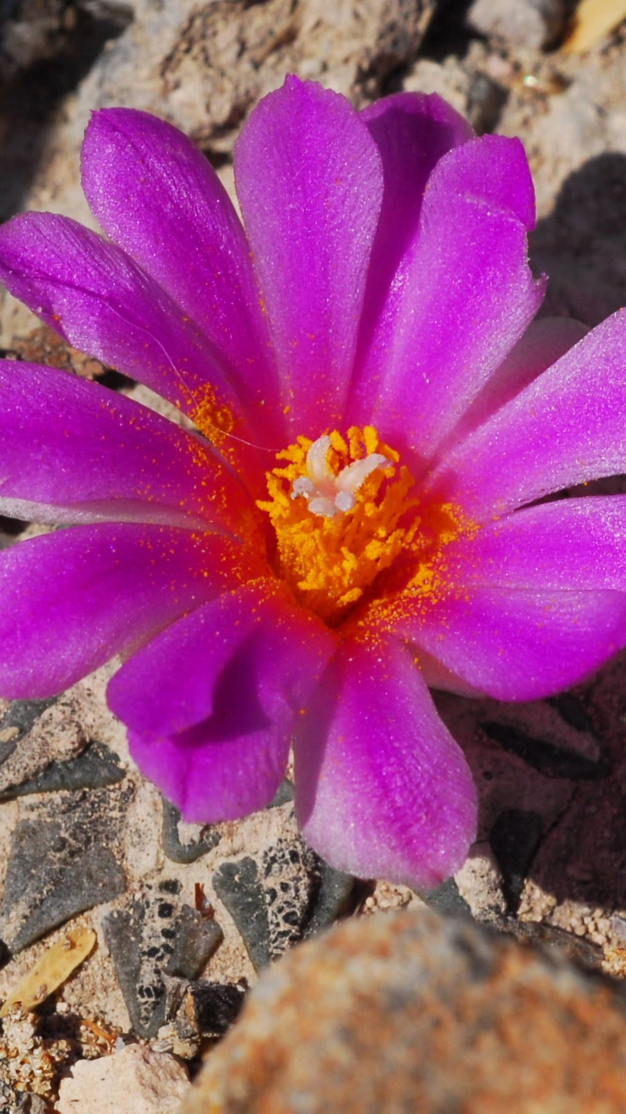 Ariocarpus kotschoubeyanus