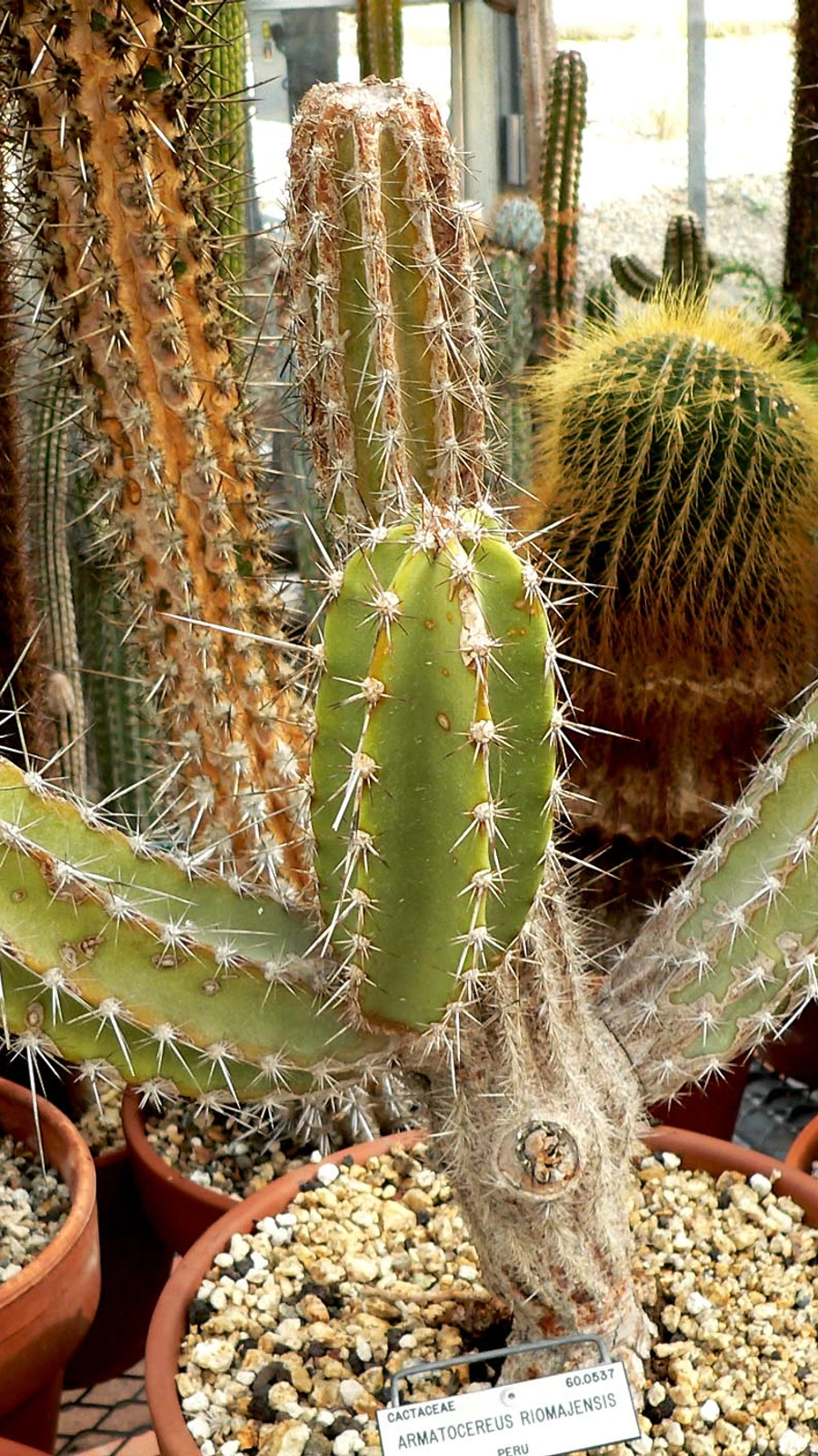 Armatocereus ghiesbreghtii