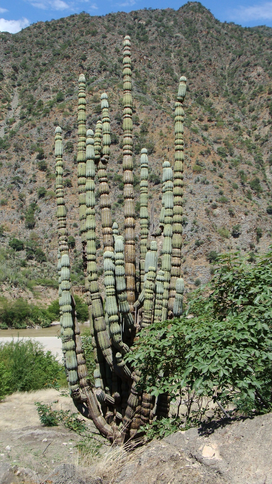 Armatocereus rauhii
