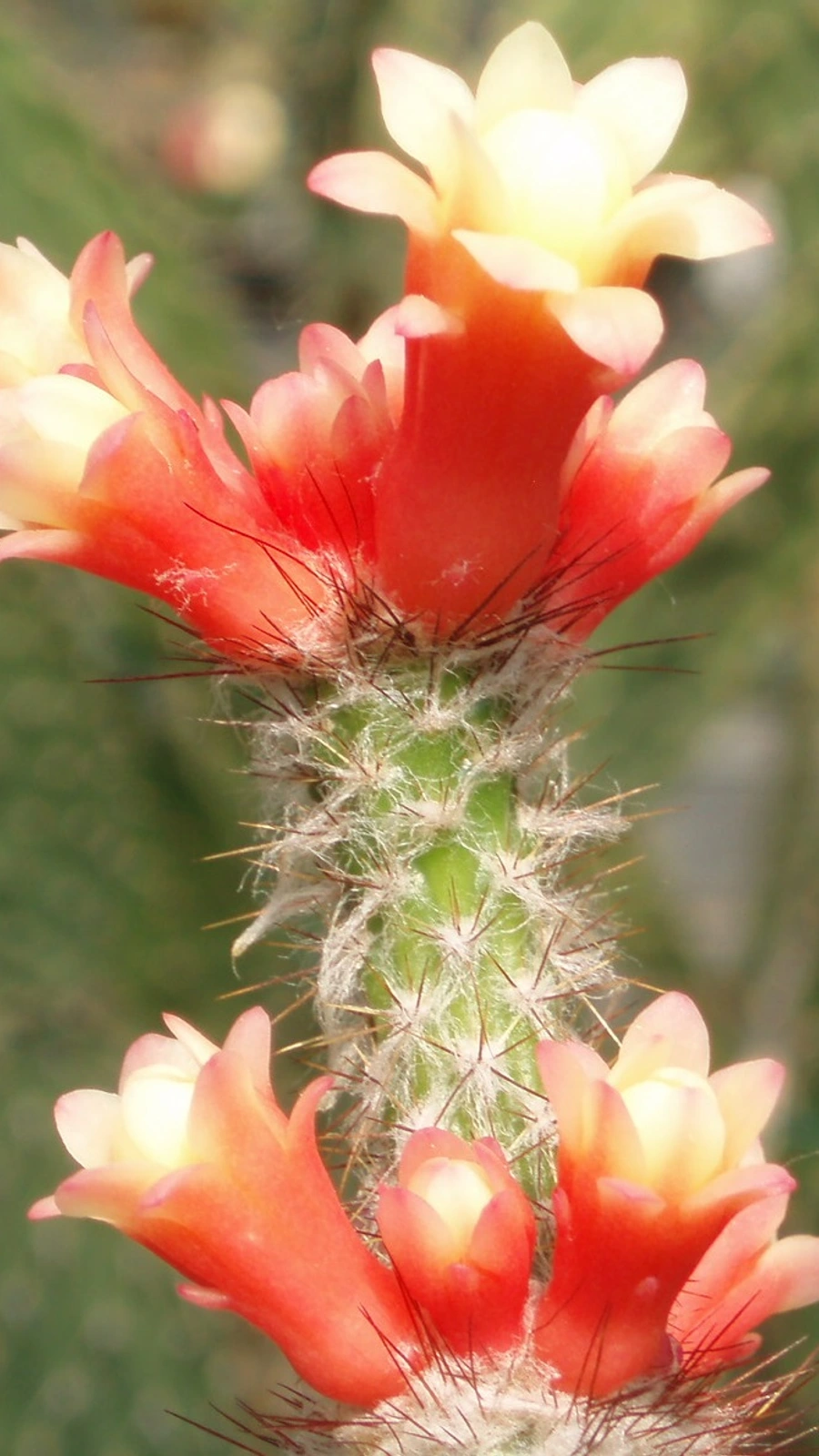 Arrojadoa multiflora