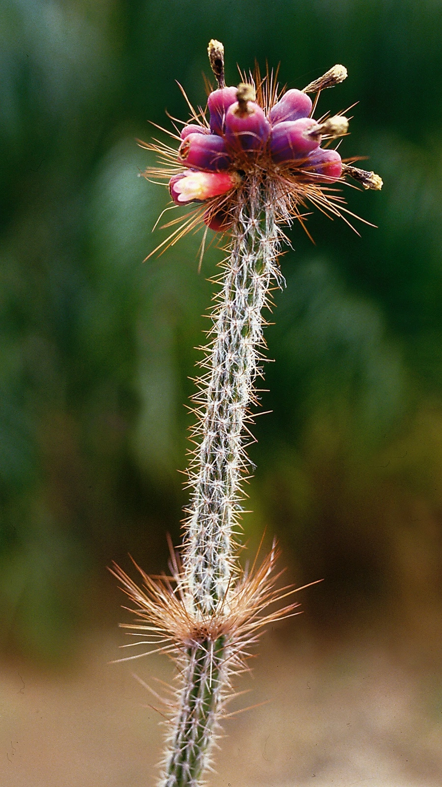 Arrojadoa multiflora