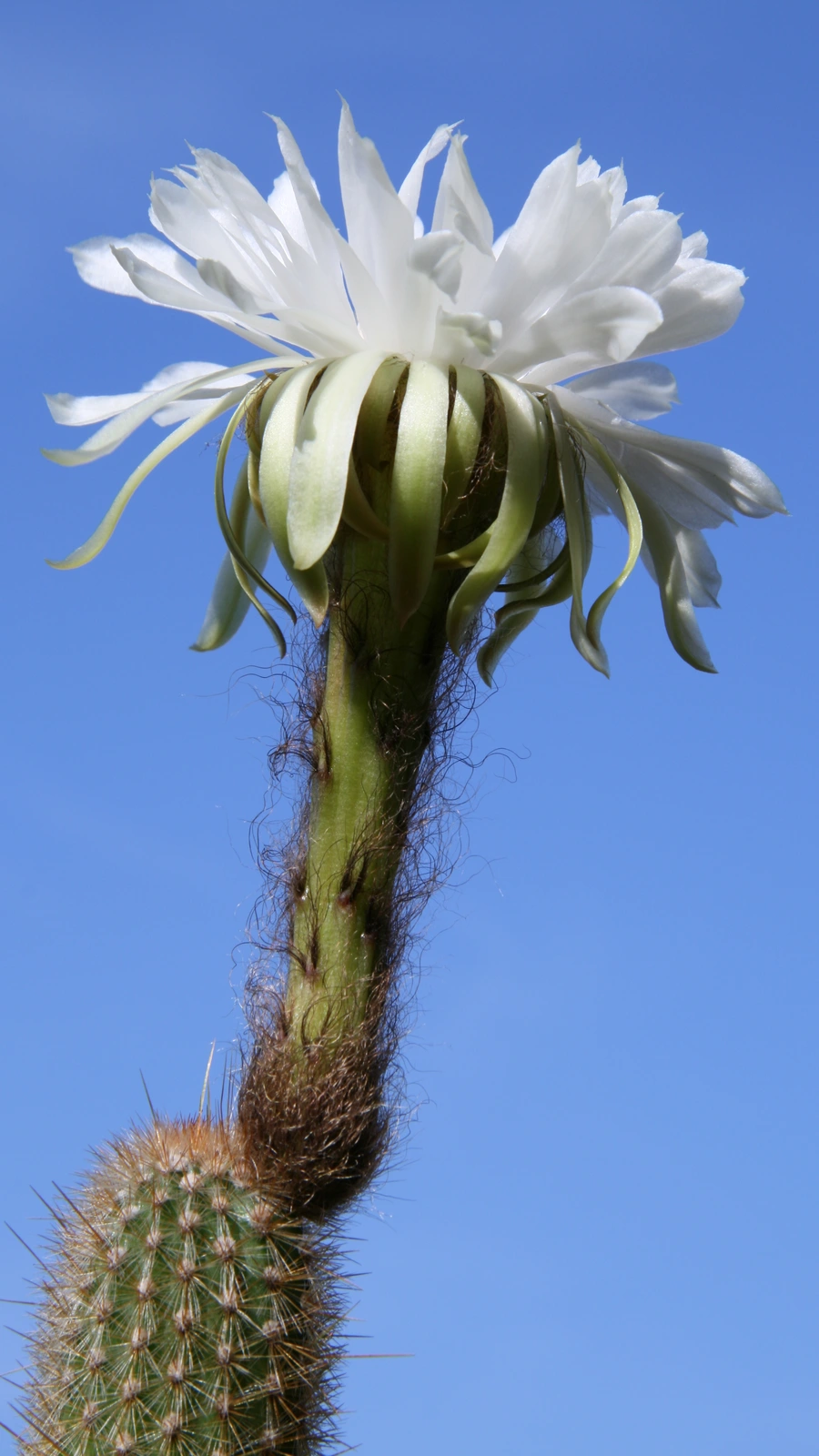 Arthrocereus melanurus