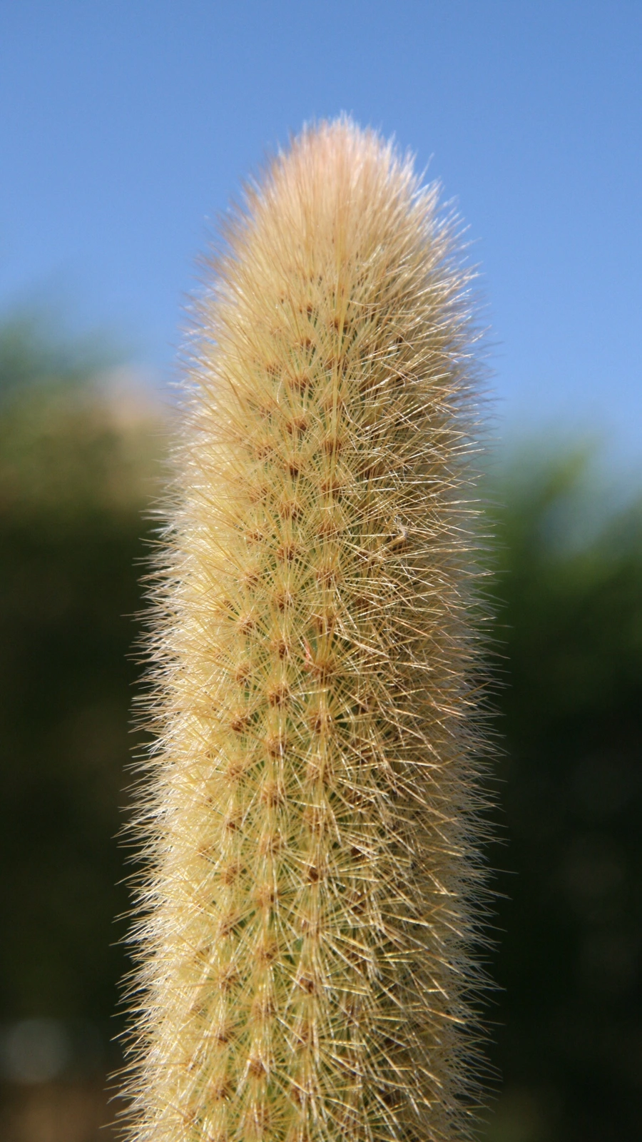 Arthrocereus melanurus