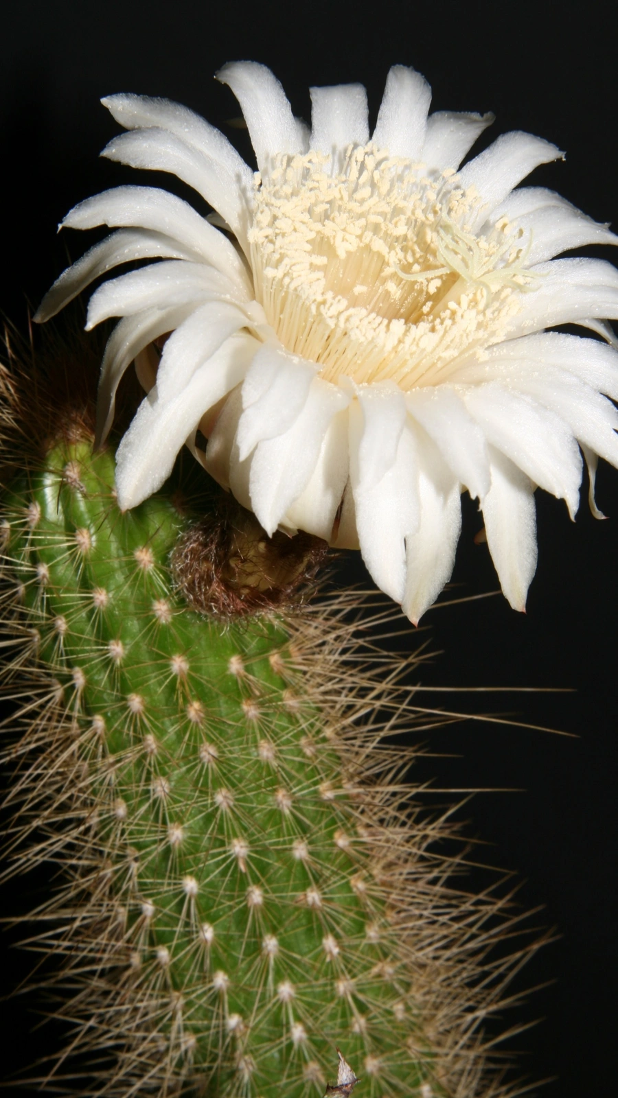 Arthrocereus spinosissimus