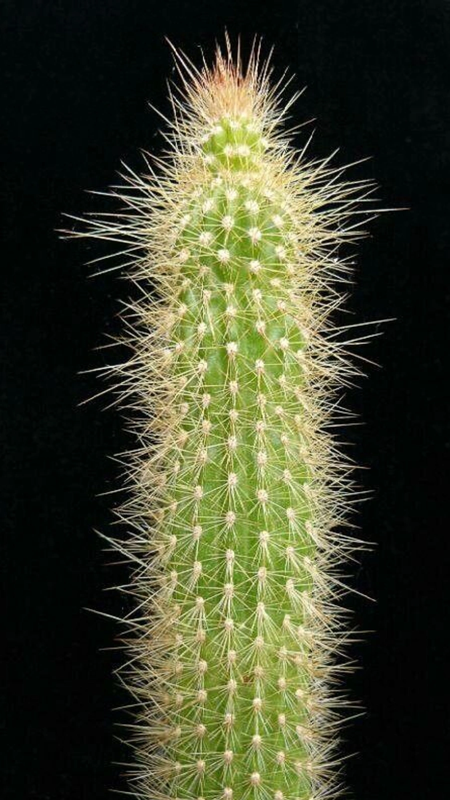 Arthrocereus spinosissimus