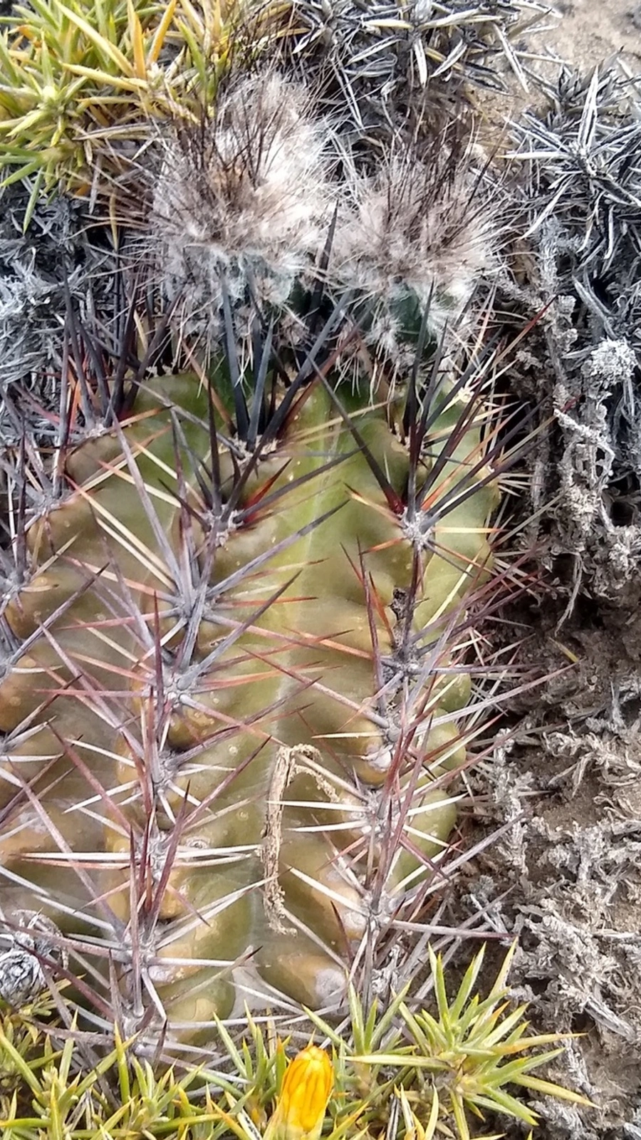 Austrocactus aonikenkensis