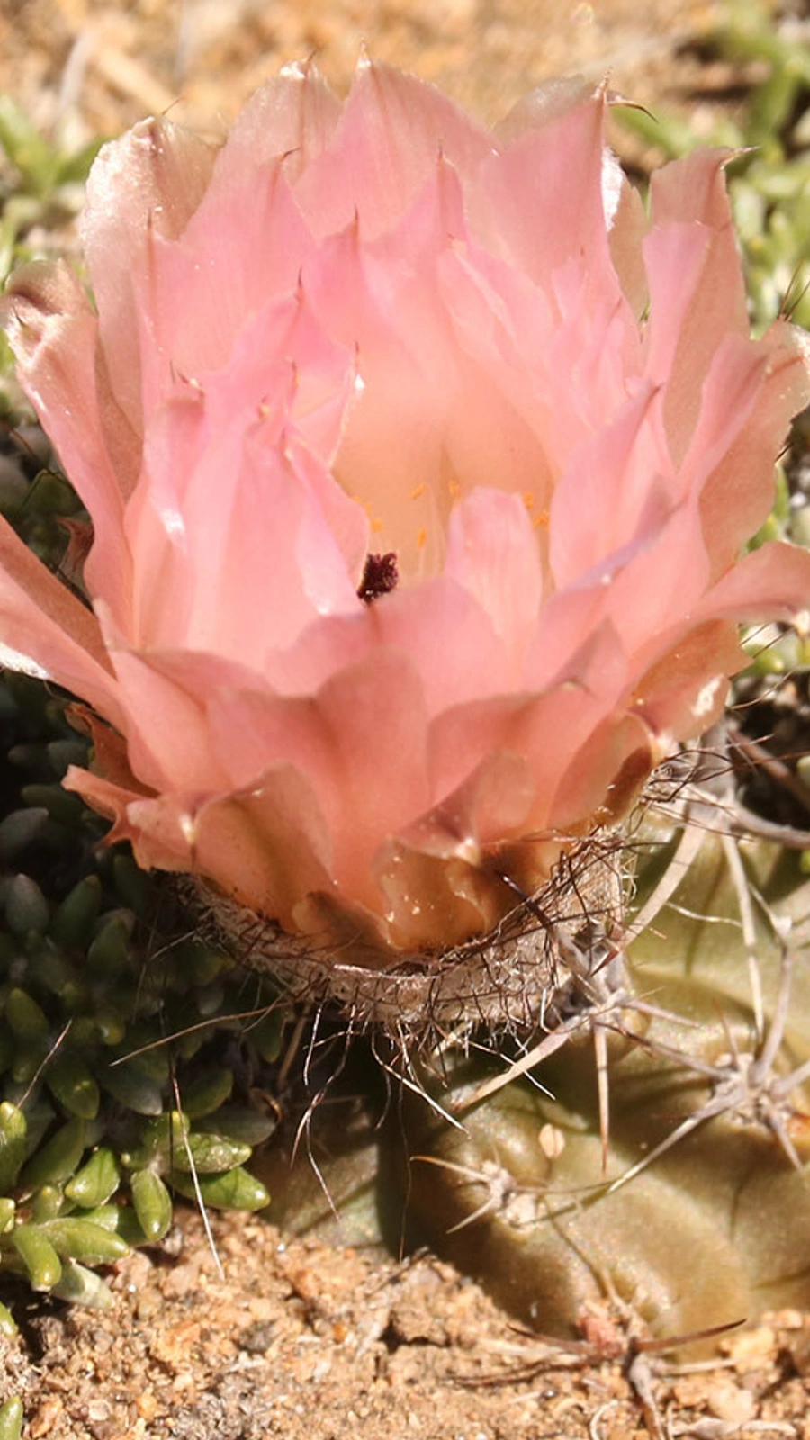 Austrocactus aonikenkensis
