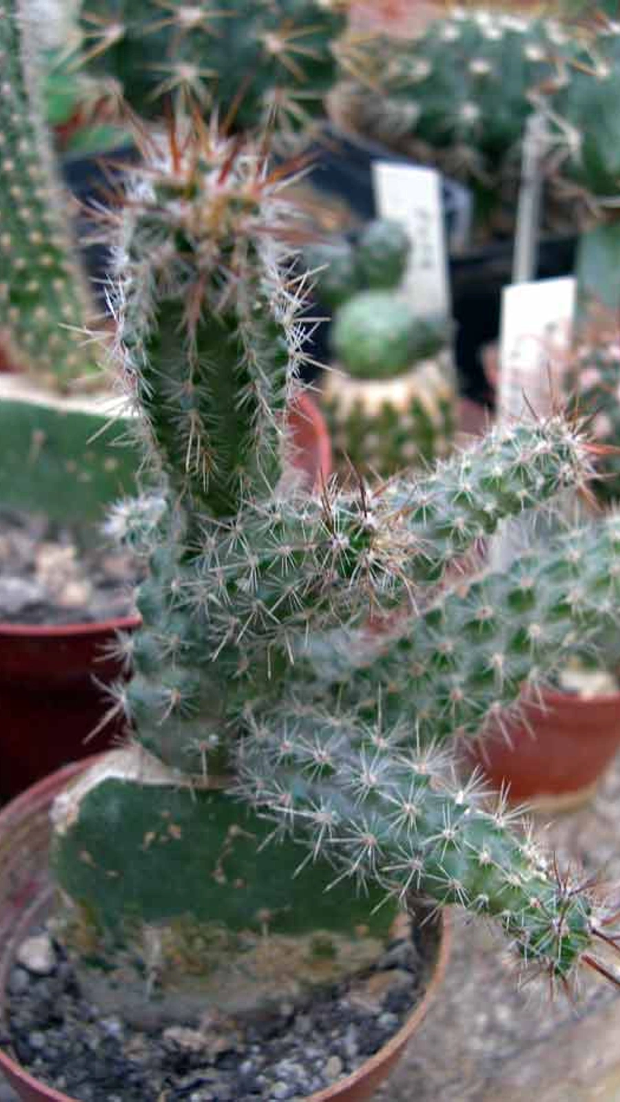 Austrocactus coxii