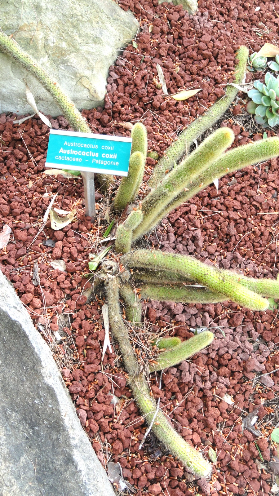 Austrocactus coxii