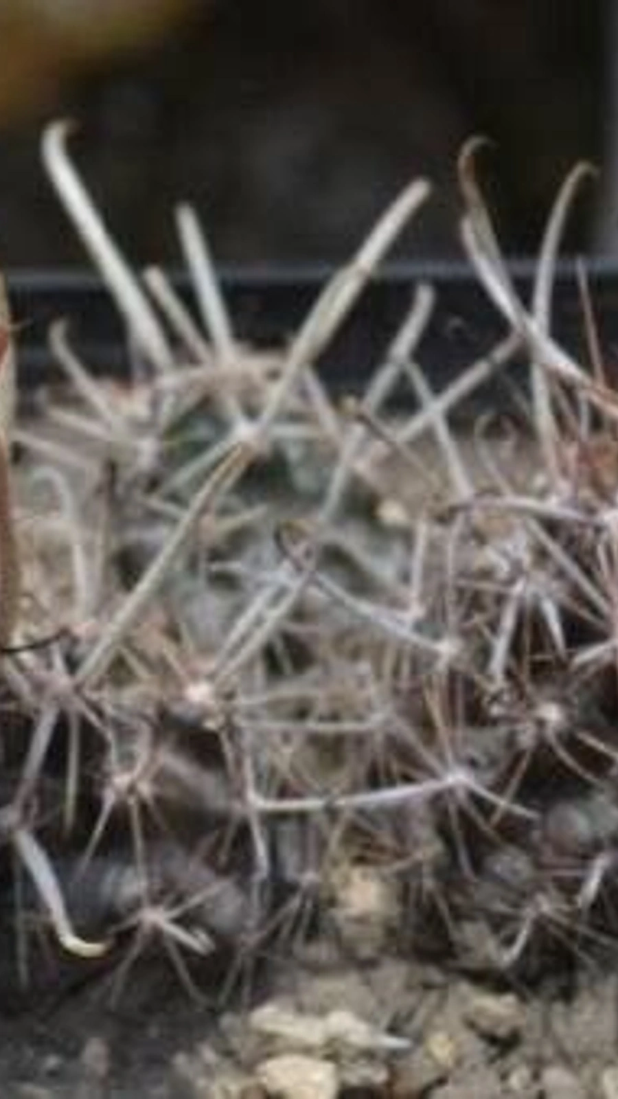 Austrocactus ferrarii