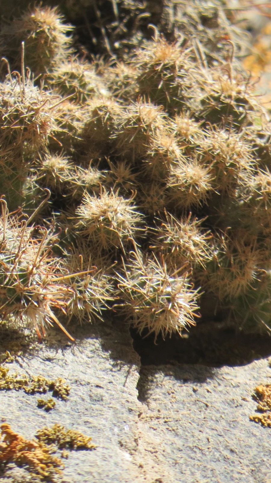 Austrocactus ferrarii