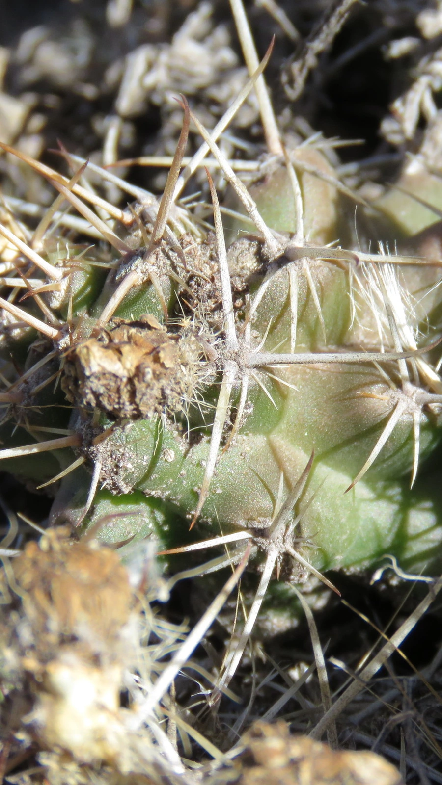 Austrocactus hibernus