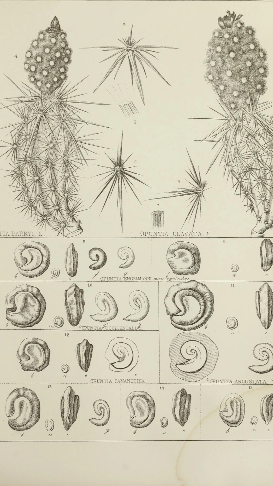 Austrocactus occidentalis