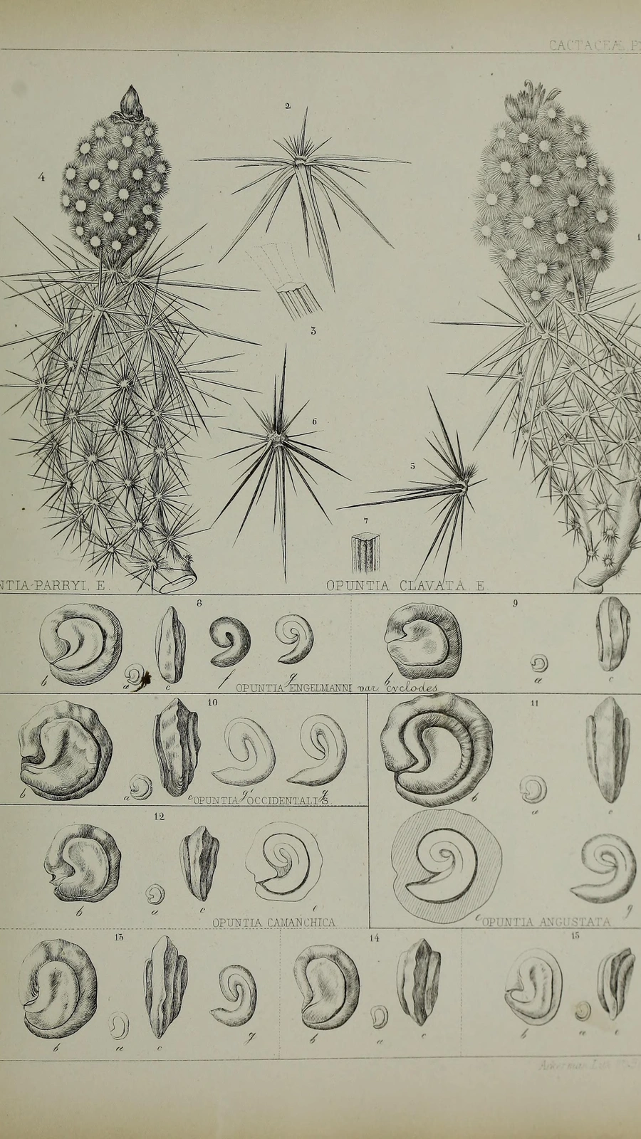 Austrocactus occidentalis